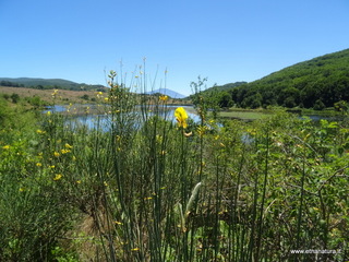Biviere Cesaro